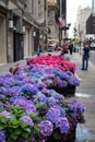 Fifth Avenue New York City Spring Flower Display along the Sidewalk Royalty Free Stock Photo