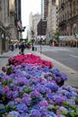 Fifth Avenue New York City Spring Flower Display along the Sidewalk Royalty Free Stock Photo