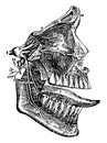 Fifth Cranial Nerve, vintage illustration