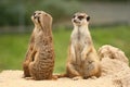 A fifth wheel in the meerkats community