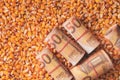 Fifty euros bankrolls, rolled European Union currency money over harvest corn maize grain