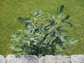 fig tree and meadow Royalty Free Stock Photo