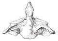 Fig. 136. Axis second cervical vertebra, vintage engraving