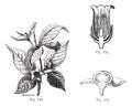 Fig. 170. Belladonna with its leaves, its flowers and fruits. Fig. 171. Cut flower of belladonna. Fig. 172. Cutting the fruit of Royalty Free Stock Photo