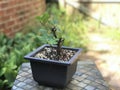 Fig Bonsai Tree Royalty Free Stock Photo