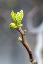 fig branch blooms and the first leaves bloom in spring Royalty Free Stock Photo