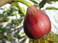Fig on branch of fig tree. Close-up Royalty Free Stock Photo