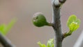 Fig on the branch of a fig tree.