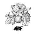 Fig branch vector drawing. Hand drawn isolated fruit. Summer foo