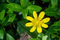 Fig Buttercup, Ficaria verna