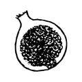 Fig doodle drawing isolated on a white background