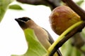 Fig Eating Bandit Waxwing Bird 02 Royalty Free Stock Photo