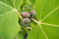 Fig, or fig tree, or common fig tree Ficus carica is a subtropical deciduous plant of the genus Ficus of the Mulberry