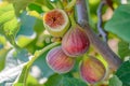 Fig, or fig tree, or common fig tree Ficus carica is a subtropical deciduous plant of the genus Ficus of the Mulberry family. Figs