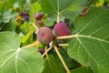 Fig, or fig tree, or common fig tree Ficus carica is a subtropical deciduous plant of the genus Ficus of the Mulberry