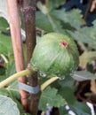 Fig on fig tree hanging with raindrops Royalty Free Stock Photo