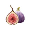 Fig fresh fruit watercolor illustration. Ripe tasty organic sliced and whole fig element group. Tropical sweet fruit