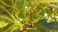 Fresh fig fruit surrounded by big leaves on the fig tree in Turkey Royalty Free Stock Photo