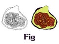 Fig fruit cartoon vector sketch for banner stiker postcard