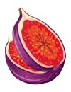 Fig Fruit Cut with Thin Skin and Many Small Seeds Inside Vector Royalty Free Stock Photo