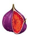 Fig Fruit Cut with Thin Skin and Many Small Seeds Inside Vector Royalty Free Stock Photo