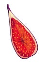 Fig Fruit Cut with Thin Skin and Many Small Seeds Inside Vector Royalty Free Stock Photo