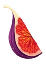 Fig Fruit Cut with Thin Skin and Many Small Seeds Inside Vector Royalty Free Stock Photo
