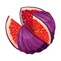 Fig Fruit Cut with Thin Skin and Many Small Seeds Inside Vector Royalty Free Stock Photo