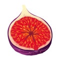 Fig Fruit Cut with Thin Skin and Many Small Seeds Inside Vector Royalty Free Stock Photo