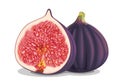 Fig Fruit Detailed Realistic Vector Illustration