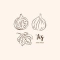 Fig fruit drawing. Sketch of figs on a white background. Vector illustration