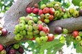 Fig fruit, Ficus Racemosa, Fig on tree nature, Fig Forest fruit, Fig red and green thai fruits Royalty Free Stock Photo