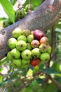 Fig fruit, Ficus Racemosa, Fig on tree nature, Fig Forest fruit, Fig red and green thai fruits Royalty Free Stock Photo