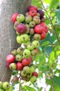 Fig fruit, Ficus Racemosa, Fig on tree nature, Fig Forest fruit, Fig red and green thai fruits Royalty Free Stock Photo