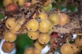 Fig fruit, Ficus Racemosa, Fig on tree nature, Fig Forest fruit, Fig red and green thai fruits, clusters of ripe figs on tree Royalty Free Stock Photo