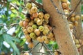 Fig fruit, Ficus Racemosa, Fig on tree nature, Fig Forest fruit, Fig red and green thai fruits, clusters of ripe figs on tree Royalty Free Stock Photo