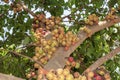 Fig fruit, Ficus Racemosa, Fig on tree nature, Fig Forest fruit, Fig red and green thai fruits, clusters of ripe figs on tree Royalty Free Stock Photo