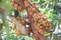 Fig fruit, Ficus Racemosa, Fig on tree nature, Fig Forest fruit, Fig red and green thai fruits, clusters of ripe figs on tree Royalty Free Stock Photo