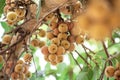 Fig fruit, Ficus Racemosa, Fig on tree nature, Fig Forest fruit, Fig red and green thai fruits, clusters of ripe figs on tree Royalty Free Stock Photo