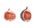 Fig fruit isolated white background close up. Royalty Free Stock Photo