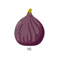 Fig fruit isolated on white. Summer tropical fruit for healthy lifestyle. Purple whole fig. Dietetic, vegetarian and