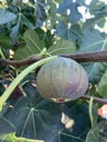 Pear shaped in various colors of fig tree