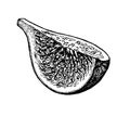 Fig fruit piece ink sketch