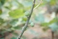 Fig fruit plant tree growing in farm Royalty Free Stock Photo