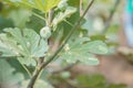 Fig fruit plant tree growing in farm Royalty Free Stock Photo