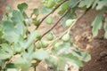Fig fruit plant tree growing in farm Royalty Free Stock Photo