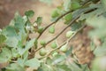 Fig fruit plant tree growing in farm Royalty Free Stock Photo