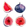 The fig fruit set isolated on white background, watercolor illustration.