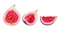 Fig fruit slices.Illustration with watercolor and markers.Hand drawn clipart on isolated background.Vegetable botanical