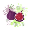 Fig fruit splash design. Vector watercolor illustration Royalty Free Stock Photo